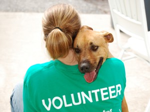 Image Source - Delta Animal Shelter